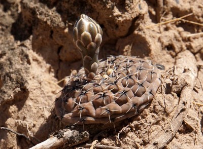 Gymnocalycium ragonesei obductum RB3074 - Lucio V. Mansilla, Salinas Grandes, Cordoba 189m