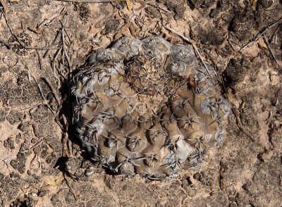 DSC02938.JPG (194.91 KiB) 10635 mal betrachtet Gymnocalycium ragonesei obductum RB3074 - Lucio V. Mansilla, Salinas Grandes, Cordoba 189m