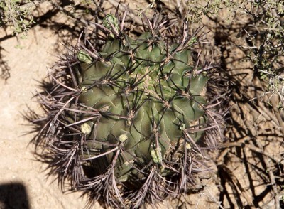 DSC02969.JPG (160.05 KiB) 10635 mal betrachtet Gymnocalycium schickendantzii RB3078 - 17 km südl. Recreo, Catamarca 190m