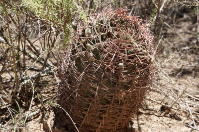 Gymnocalycium schickendantzii RB3078 - 17 km südl. Recreo, Catamarca 190m