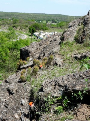 DSCN1255.JPG (180.32 KiB) 10500 mal betrachtet Anquincila