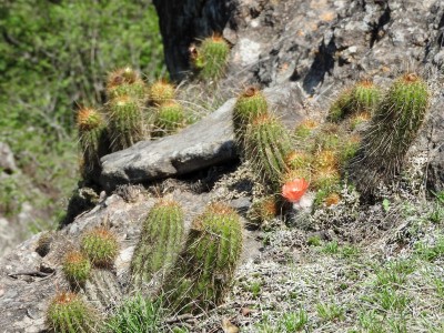 Lobivia huascha rubriflora RB3081, Parodia malyana RB3083 - nördl. Anquincila (Friedhof), Catamarca 1062m
