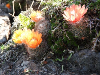 Parodia malyana RB3083 - nördl. Anquincila (Friedhof), Catamarca 1062m