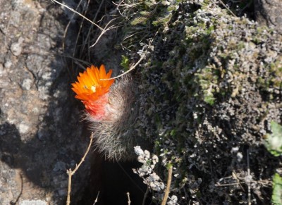Parodia malyana RB3083 - nördl. Anquincila (Friedhof), Catamarca 1062m