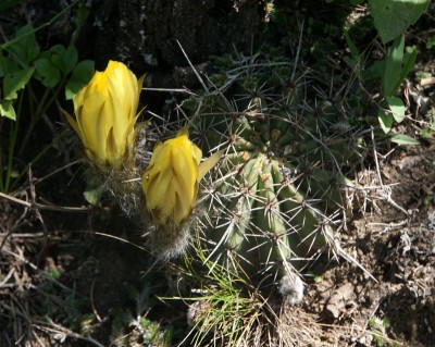Lobivia aurea RB3082 - nördl. Anquincila (Friedhof), Catamarca 1062m