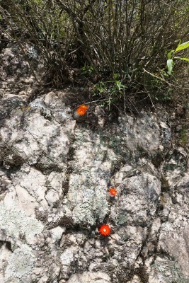 DSC02994.JPG (194.73 KiB) 10500 mal betrachtet Parodia malyana RB3084 - 5 km nordwestl. Anquincila, Catamarca 1188m