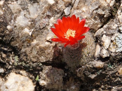 Parodia malyana RB3084 - 5 km nordwestl. Anquincila, Catamarca 1188m