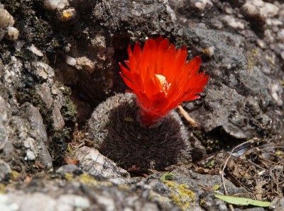 Parodia malyana RB3084 - 5 km nordwestl. Anquincila, Catamarca 1188m