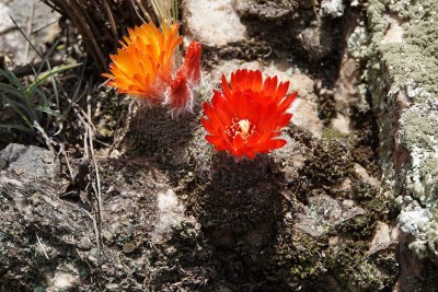 Parodia malyana RB3084 - 5 km nordwestl. Anquincila, Catamarca 1188m