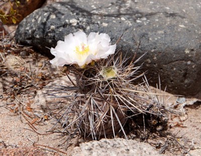 DSC04191.JPG (159.16 KiB) 13927 mal betrachtet Tephrocactus alexanderi f.fiambalense RB3259 - westl. Palo Blanco, Catamarca 2151m