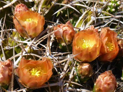Maihueniopsis_hickenii.jpg