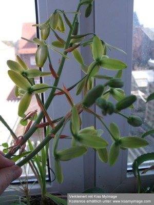 Albuca spiralis Blüte_klein.jpg