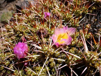 Maihuenia_rot.jpg