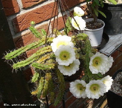 CIMG3921.JPG (101.21 KiB) 11591 mal betrachtet Ec. pentalophus