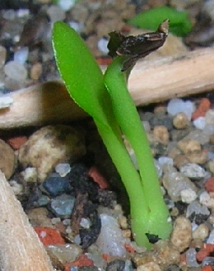 C.rendallii.seedl2.jpg