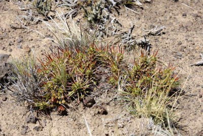 Maihuenia_patagonica.jpg