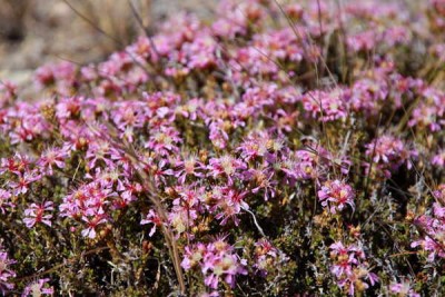 Pleurophora_patagonica.jpg
