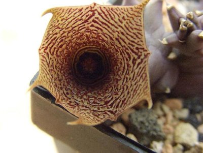 Huernia 1.jpg