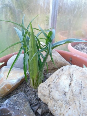 Helicodicerus muscivorus 2016-1.JPG (198.02 KiB) 11921 mal betrachtet 3. Februar 2016