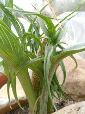 Helicodicerus muscivorus 2016-6.JPG (167.06 KiB) 11921 mal betrachtet 17. Februar 2016