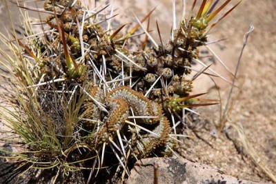 Maihuenia_Cristate.jpg