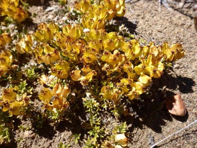 Azorella_Fr.jpg
