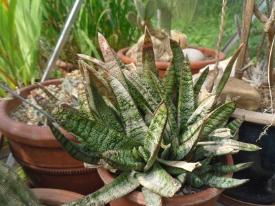 Gasteria batesiana 2016-1.JPG