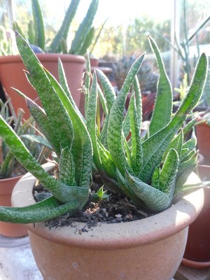 Gasteria carinata 2015-2.JPG