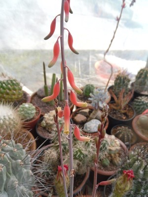 Gasteria ellaphieae Blüten 2015-5.JPG