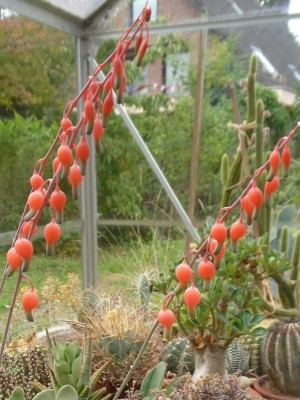 Gasteria glomerata Blüten 2015.JPG