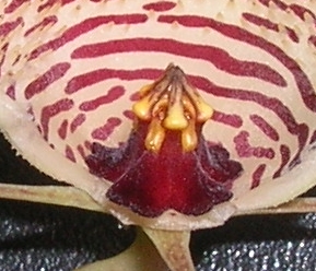 Huernia.mcoyi.gymno1.jpg