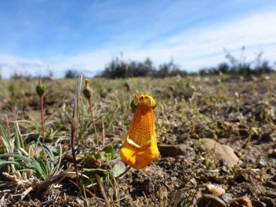Calceolaria_uniflora.jpg