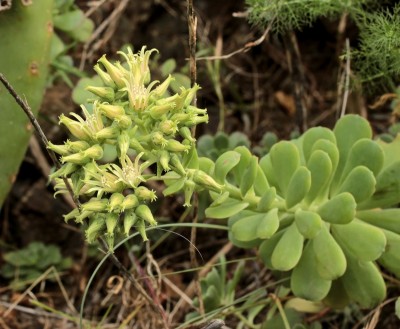 Aeonium castello-paivae; Crassulaceae (2).jpg