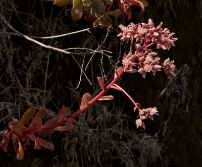 Aeonium decorum; Crassulaceae (3).jpg