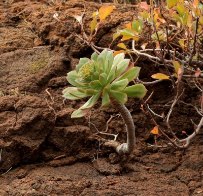 Aeonium appendiculatum; Crassulaceae (1).jpg