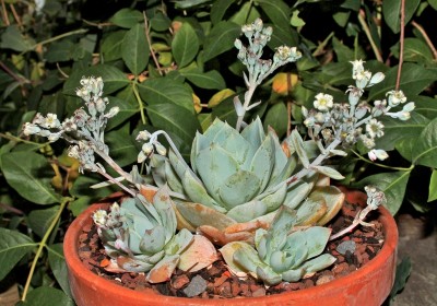 Graptoveria ´Blue Lotus´; Crassulaceae (3).jpg