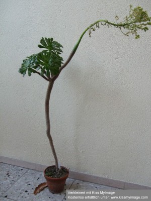 Aeonium gesamt_klein.jpg