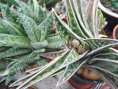 Aloe variegata Knospen 2016-1.JPG