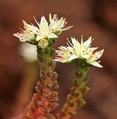 Sedum caducum 3872-1; Crassulaceae (2).jpg