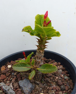 Pachypodium windsorii (648x800).jpg