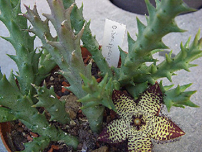 Orbea speciosa Pfl..jpg