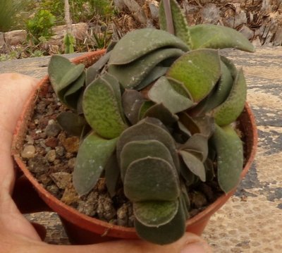 Gasteria spec. Weber (640x574).jpg