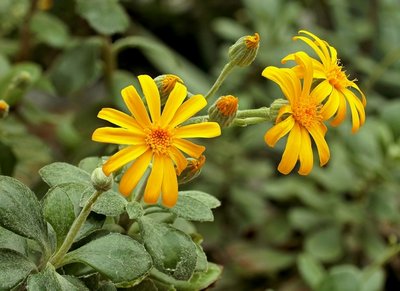 Senecio medley-woodii 2146-1; Asteraceae (1).jpg