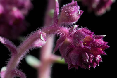 Saxifraga sempervivum 4.jpg