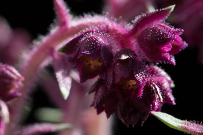 Saxifraga sempervivum 3.jpg