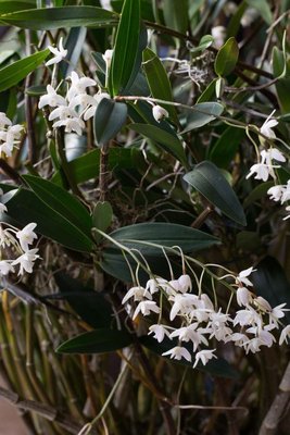 Dendrobium delicatum 1.jpg