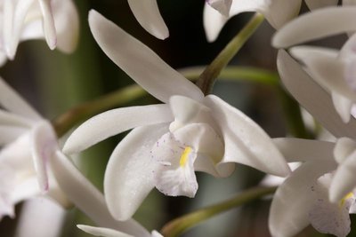 Dendrobium delicatum 3.jpg