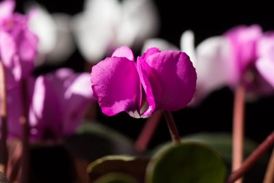 Cyclamen coum.jpg