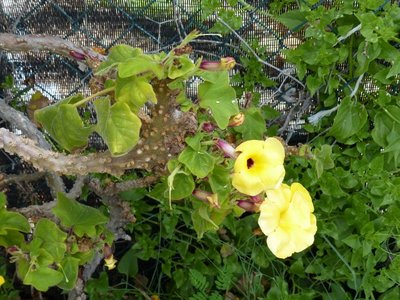 Uncarina grandidierii 3 (640x480).jpg