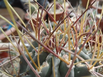 Glandulicactus uncinatus 2016-1.JPG